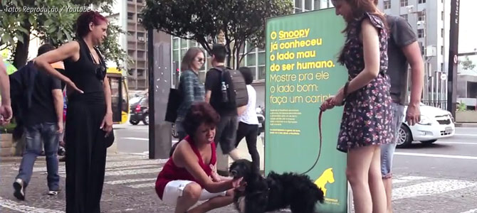 Cãozinho passa o dia todo recebendo carinho na Av. Paulista