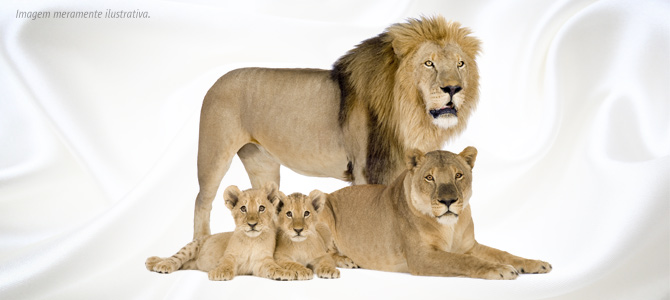 Depois de Marius, Zoológico de Copenhagen mata família de leões saudáveis