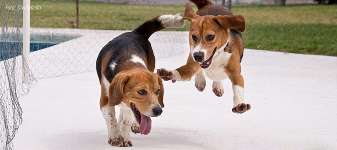 Resgatados de um laboratório, Beagles pisam na grama e brincam pela primeira vez