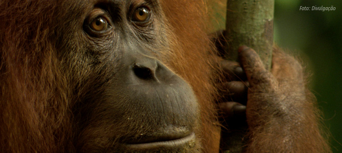16/05 | Brasília: Cine VEDDAS exibirá filme sobre orangotangos