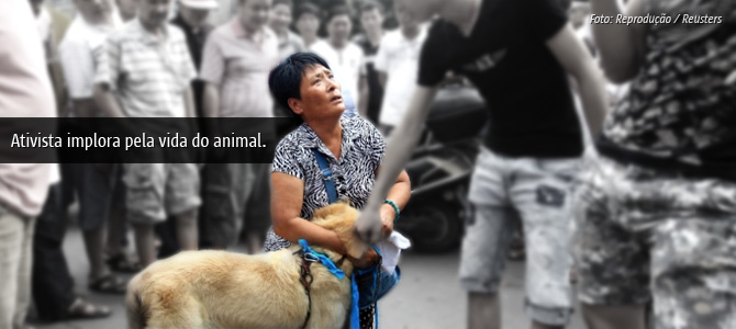 Desesperados, ativistas chineses tentam salvar cães que seriam comidos em festival