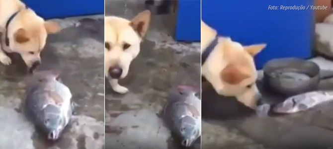 Vídeo de cãozinho desesperado tentando salvar peixes da asfixia comove internautas