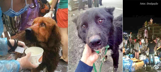 Impressionante: ativistas chineses bloqueiam seis caminhões e salvam cerca de 2.500 cães que seriam mortos e comidos