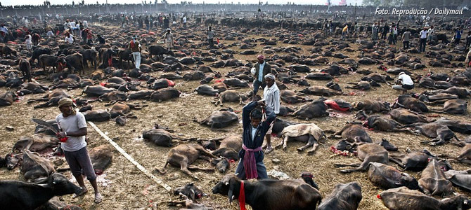 Sob protesto de ativistas, festival religioso assassina 300 mil animais no Nepal