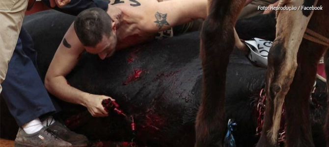 Ativistas veganos invadem tourada para retirar espadas fincadas em touro que agonizava