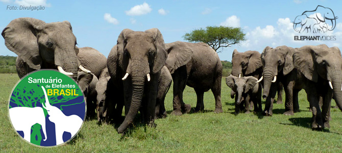 ONG internacional compra terra em Mato Grosso e confirma santuário de elefantes no Brasil