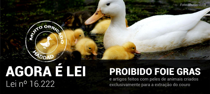 Haddad sanciona lei que proíbe ‘foie gras’ e artigos com pele de animais em São Paulo