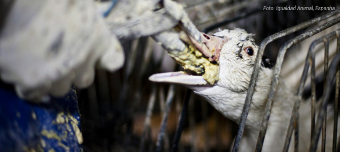 Após proibição, uma das três empresas que produzem ‘foie gras’ no Brasil já fala em falência