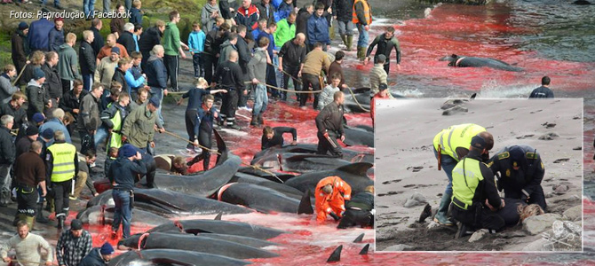 Ativistas da Sea Shepherd são detidos na Dinamarca por tentar impedir massacre
