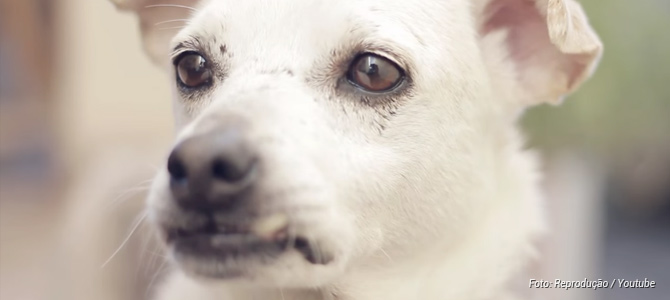 Vídeo aborda a adoção de cães idosos com depoimentos emocionados de quem adotou
