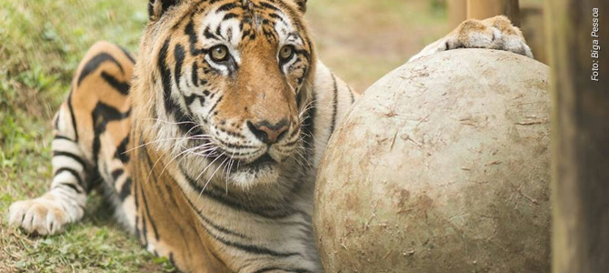 Fabricante de suplementos veganos vai doar 15% de suas vendas para tigre com nome de atleta