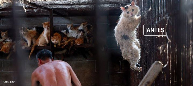 Veja o antes e depois de um gatinho salvo quando estava prestes a virar comida na China