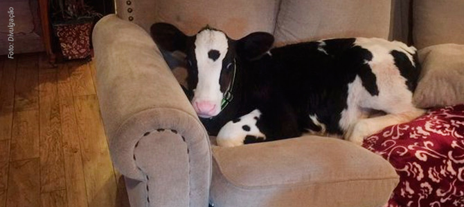 Vaca adotada por família quando estava prestes a ser morta começa a agir como um cachorro