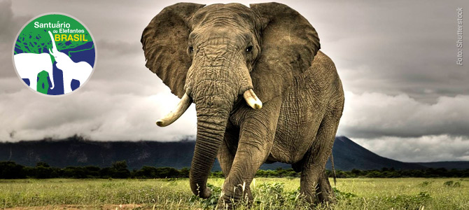 Campanha no Kickante quer transformar fazenda em santuário para elefantes em Mato Grosso