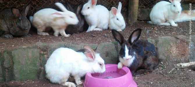 Santuário que recebeu animais resgatados em matadouro clandestino no Rio precisa de ajuda