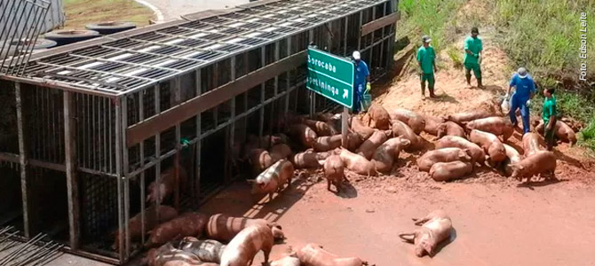 Carreta com 280 porcos sofre acidente na rodovia Raposo Tavares, no interior de São Paulo