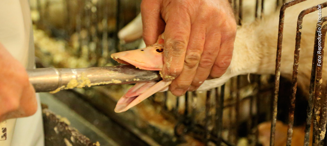 Você sabe como é produzido o “foie gras” (fígado gordo)?