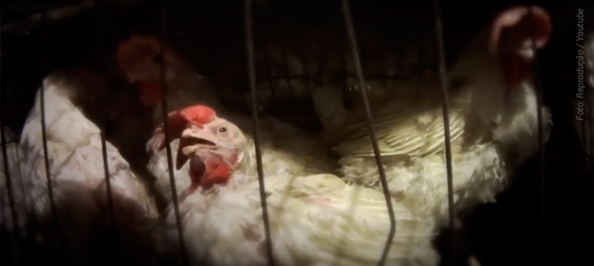 Nova investigação mostra vida miserável das galinhas que produzem ovos em granjas