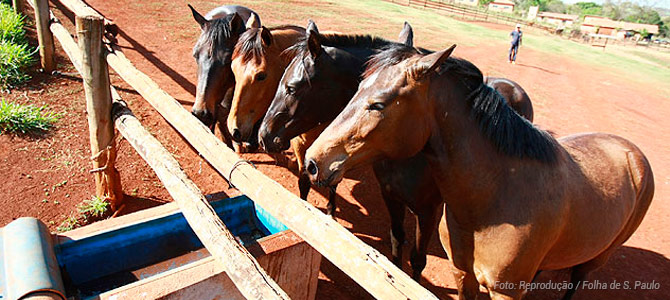 Campanha pelo fim do abate de cavalos no Brasil