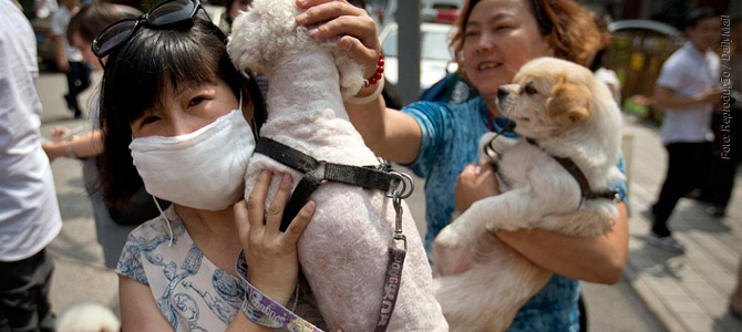 Chineses protestam na rua contra festival de carne de cachorro que acontece todo ano no país