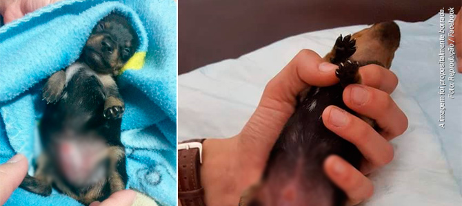 OLX é criticada por venda de animais após caso de cãozinho que teve órgão genital mutilado